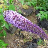 Buddleia